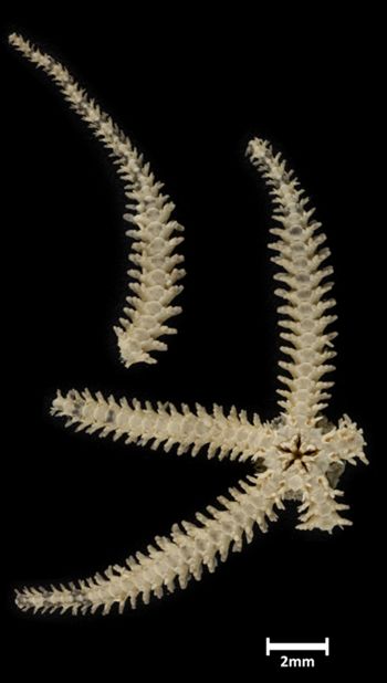 Media type: image;   Invertebrate Zoology OPH-5009 Description: Bottom up view of single ophiuroid specimen with a scale bar.;  Aspect: ventral